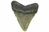 Serrated, Juvenile Megalodon Tooth - North Carolina #345684-1